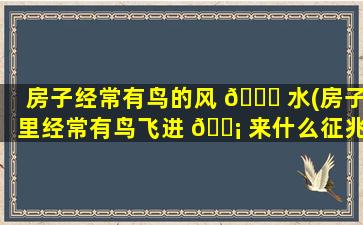 房子经常有鸟的风 🐝 水(房子里经常有鸟飞进 🐡 来什么征兆)